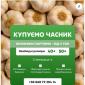 Куплю чеснок - фото № 1