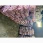 Продам часник озимий на посадку - фото № 3