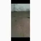 Воздушка чеснока однозубка - фото № 2