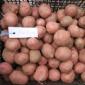 Посадочная картошка Ред Леди Хмельницкая область купить для посадки - фото № 1