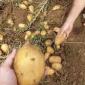 Семенной картофель Саншайн Винницкая область купить выгодно - фото № 1