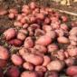 Семенной картофель Ред Леди Днепропетровская область купить - фото № 1