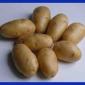 Семенной картофель Гранада Одесская область купить - фото № 1