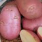 Посадочная картошка Ред Леди Житомирская область купить качественную - фото № 1