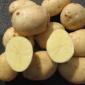 Семенной картофель Аризона Сумская область купить выгодно - фото № 1