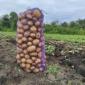 Посадочная картофель Аризона Харьковская область купить для посадки - фото № 1