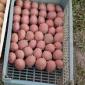 Посадочная картофель Беллароза Волынская область купить выгодно - фото № 1