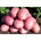Семенной картофель Беллароза Ровенская область купить - фото № 1