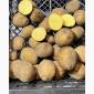Продам семенной посадочный картофель сорта Ривьера. 1 и 2 репродукция - фото № 1