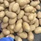 Семенная картофель Королева Анна 1-2 репродукция - фото № 1