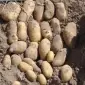 Гранада семенной картофель 1-2 репродукция - фото № 1