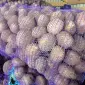 Семенной картофель Аризона 1-2 репродукция - фото № 1