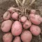 Семенной картофель Беллароза 1-2 репродукция - фото № 1