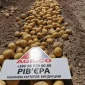 Насіннєва картопля Рів’єра 1-2 репродукція оптом від 5 тонн - фото № 1