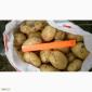 Продам картофель от фермеров и поставщиков от 10 тонн - фото № 2
