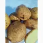 Продам семенной картофель Винета - фото № 1