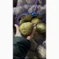 Продаем картофель второго урожая - фото № 2