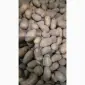 Продам картофель посадочный сорта Гранада - фото № 1