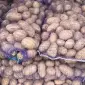 Реализуем товарный картофель сорта Королева Анна от 20 тонн - фото № 1