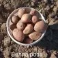 Продам картофель сорта Беллароза - фото № 1