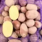 Реализация товарного картофеля красных сортов крупным оптом от 20 тонн - фото № 1