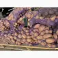 Продам картофель Акустик оптом от 20 тонн товарный Черниговская область качество - фото № 1
