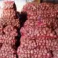 Продам посадочный картофель Ред Леди оптом от 20 тонн Чернигов - фото № 1