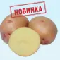 ФХ реализует семена картофеля - фото № 1