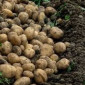 Закупівля картоплі оптом від 10 тонн у Чернігові - фото № 1