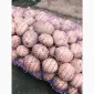 Продам картофель Ривьера посадочный 2 га репродукция - фото № 8