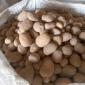 Продам товарный картофель в биг бэгах 1000 кг. Цена с НДС - фото № 1