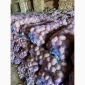 Продажа картофеля сорта Беллароза оптом – 50 тонн в Чернигове - фото № 3