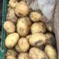Оптова реалізація молодої картоплі | Урожай 2025. Оптова продажа молодої картоплі - фото № 1