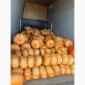 Гарбузи різних сортів на продаж - фото № 4