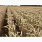 Продаж насіння тритикале озимого Малюк - фото № 4