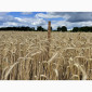 Продажа тритикале озимого Велетень - фото № 4