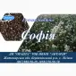 Семена гречки София (БН - фото № 1