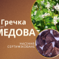 Гречка посівна сорт Медова, сертифіковане насіння - фото № 1