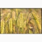 Продаж насіння ячменю Геліос, Сталкер, Вакула, Дев'ятий вал - фото № 1