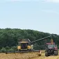 Продам насіння ярого ячменю ГУЛЛІВЕР - фото № 1