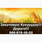 Закупка кукурузы в больших объемах - фото № 1