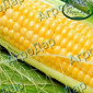 Суперсолодка кукурудза «Мегатон» - фото № 2