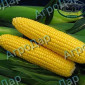 Суперсолодка кукурудза «Мегатон» - фото № 3