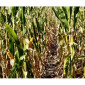 Насіння кукурудзи ДН Сармат (ФАО 380) від виробника - фото № 1