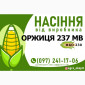 Продаж Гібрида кукурудзи Оржиця 237 МВ (ФАО 230) - фото № 1