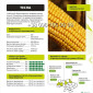 Продажа кукурудзи ТЕСЛА ФАО 350 - фото № 1