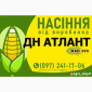 Насіння кукурудзи ДН АТЛАНТ (ФАО 290) від виробника - фото № 1