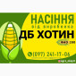 Продаж насіння кукурудзи ДБ Хотин (ФАО 280) - фото № 1