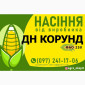 Гібрид кукурудзи ДН Корунд (ФАО 250) від виробника - фото № 1