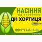 Гібрид кукурудзи ДН Хортиця (ФАО 240) від виробника - фото № 1